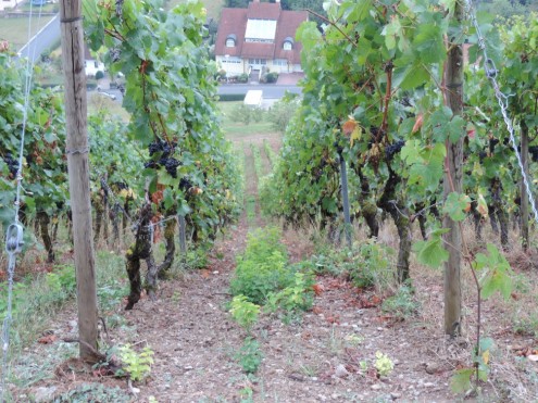 16 09 18 Weinberge Weindorf Ramsthal